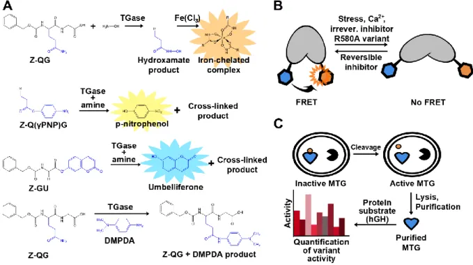 Figure 2-4 Examples of assays used for detection of TGase activity. 