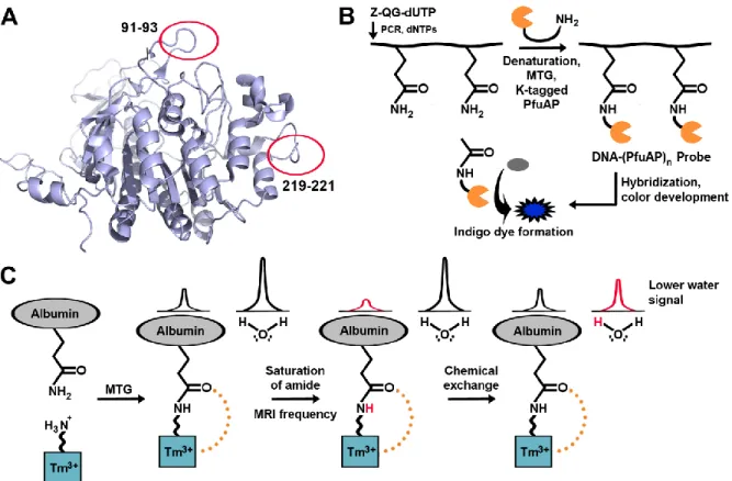 Figure 2-6 Examples of TGases applied for visualization of biomacromolecules. 