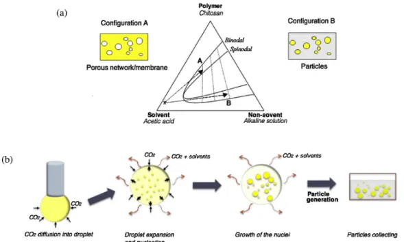 Fig. 5. Schematic representation of the mechanism of phase separation (a) and particle generation by anti-solvent effect (b) during the SAS process.