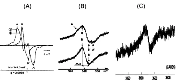 Fig. 4. EPR signals of radicals induced in starches by gamma radiation (A), UV radiation (B) or grinding (C)