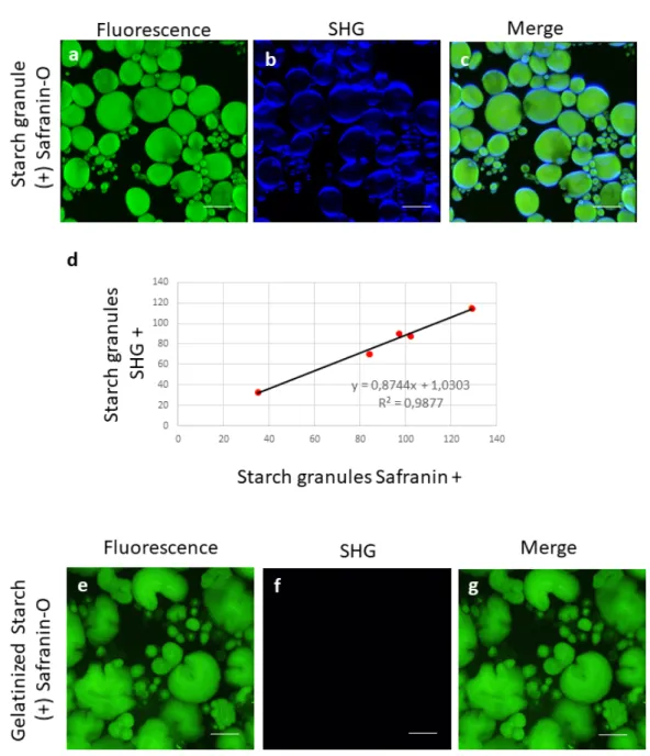 Figure 1. (a−c)  Observation of native starch granule stained with Safranin-O: (a) Safranin-O  fluorescence signal (green); (b) second harmonic generation (SHG) signal (blue); (c) superposition of  SHG and fluorescence signals; (d) comparison SHG/fluo star