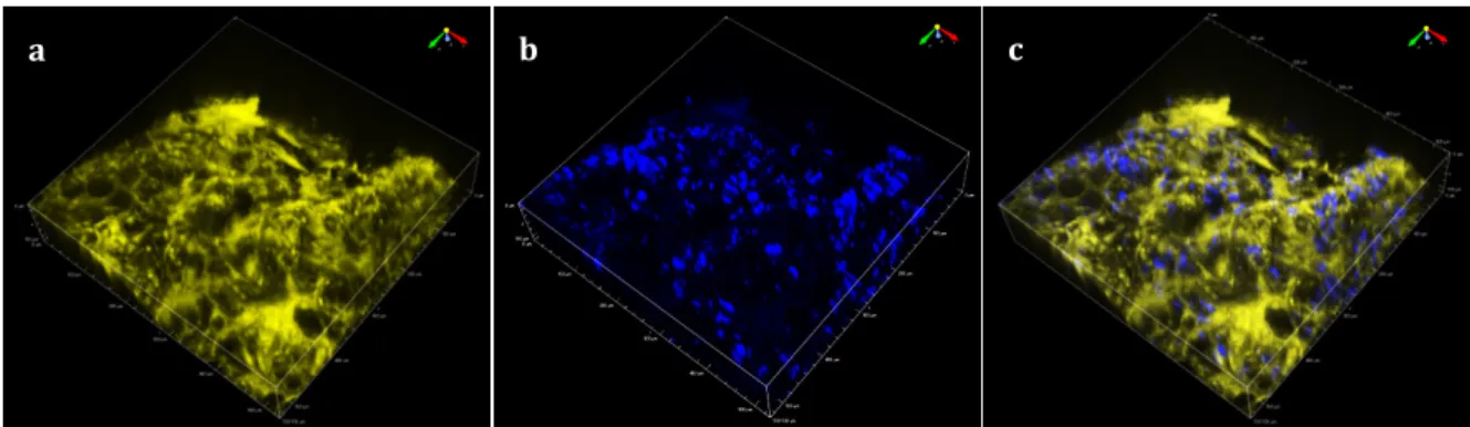 Figure 2. Observation of starch granules embedded in a matrix: (a) matrix auto fluorescence signal  (yellow); (b) SHG signal (blue); (c) superposition of SHG and auto fluorescence matrix signals (530  µm × 530 µm × 112 µm)