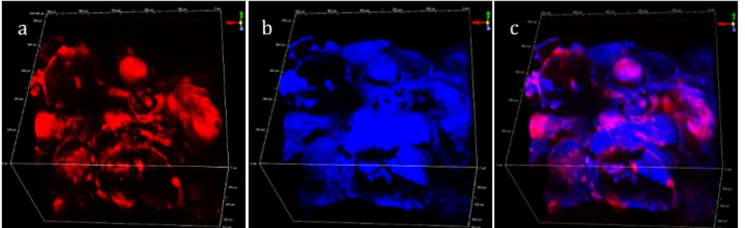 Figure 4. Observation of oil in the fried matrix: (a) Nile red fluorescence (red); (b) THG signal (blue); 