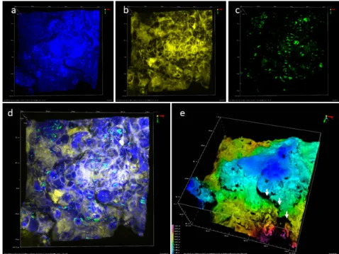 Figure 4. Observation of oil in the fried matrix: (a) Nile red fluorescence (red); (b) THG signal (blue); 