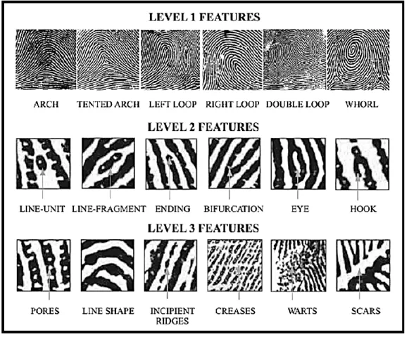 Figure  1.1.3  Les  différents  niveaux  d’identification  des  empreintes  digitales  et  leurs  caractéristiques  16 