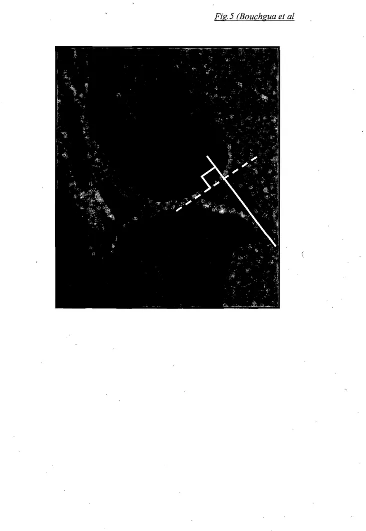 Fig.  5  (Bouchgua et al 
