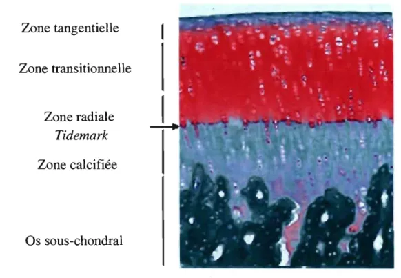 Fig 2. coupe histologique (Safranin O-fast Green) des différentes couches du cartilage  articulaire - selon Spriet 2004