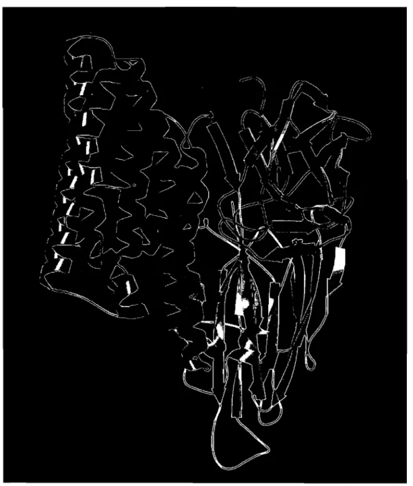 Fig.  1.  Structure  de  toxine  CrylAa  en  diffraction  des  rayons  X  (Grochulski  et  al.,  1995)