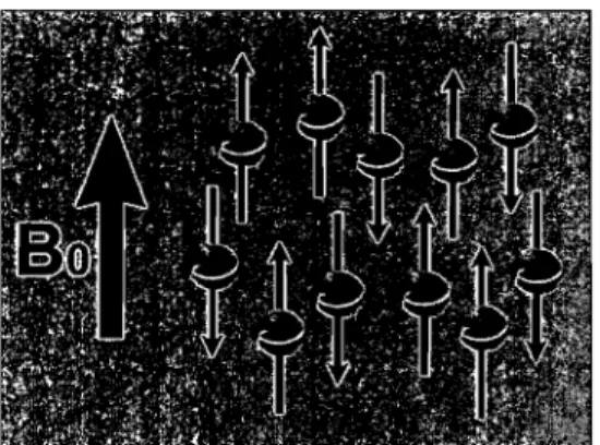 Figure  2.  Alignement des  protons  dans  un  champ magnétique.  Sous  l'influence  du  champ  magnétique  externe  puissant  (Bo)  orienté  longitudinalement,  les  protons  d'hydrogène  quittent  leur  orientation  aléatoire  et  s'orientent  parallèlem