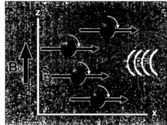 Figure  3.  Phase  d'excitation  par  l'onde  radiofréquence.  Soumis  à  une  onde  de  radiofréquence,  les  protons  absorbent  l'énergie  et  s'orientént  maintenant  perpendiculairement au  champ, de façon  synchrone (Olive et d'Anjou, 2008)