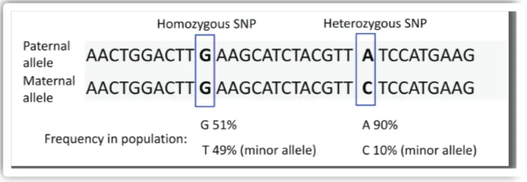 Figure 3: Single Nucleotide Polymorphism (SNPs) in individual genome and in population.