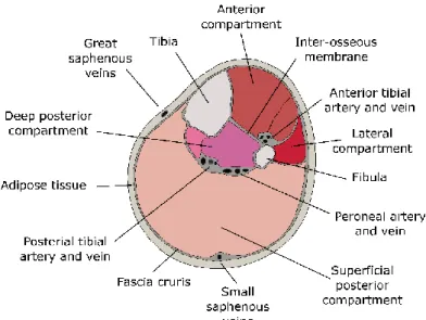 Figure 1: Cross section of the lower leg - adapted from (Braus and Elze 1921) 