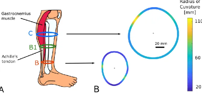 Figure 3: A- Location of standard measurement points; B- Illustration of the variation of local radii along the leg 