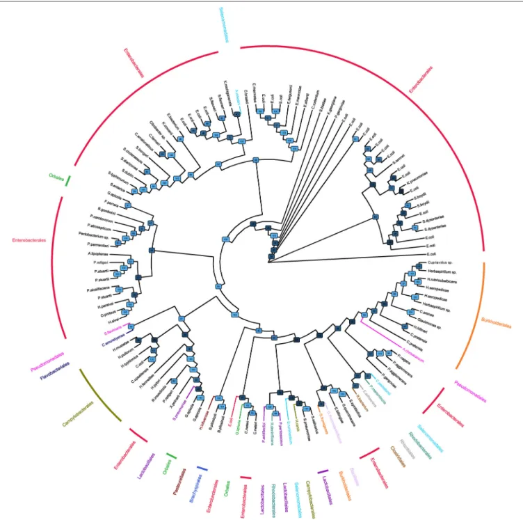 FIGURE 1 | Phylogenic tree of bacteria bearing α1,3GT sequences. Phylogenetic tree of bacteria based on the α1,3-GalactosylTransferase sequences retrieved on KEGG and UniProt databases