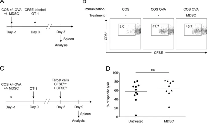 Figure 3. Adoptive transfer of BM-derived MDSC does not alter antigen-specific CD8 + T cell responses