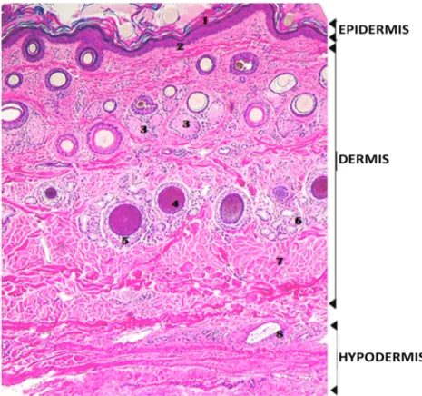 Fig. 1: Normal histological section of equine forelimb skin showing the various  compartments and structures within them: 1- stratum corneum; 2- stratum basale; 3-  sebaceous glands; 4- hair follicle; 5- outer root sheath; 6- sweat gland; 7- erector pili  