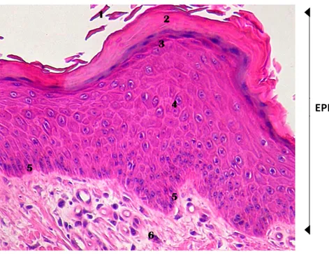 Fig. 2: Epidermis and its strata in equine forelimb skin (40X, H&amp;E stain). 1- squames; 2-  stratum corneum; 3- stratum lucidum; 4- stratum spinosum; 5- stratum basale; 6- dermis