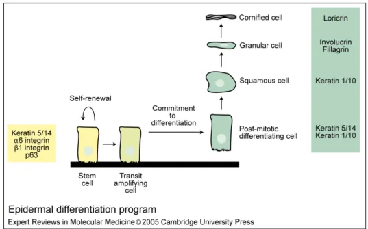 Fig. 3: Epidermal differentiation program: Keratinocyte stem cells (KSC) residing in the  basal layer of the epidermis undergo self-renewal, thereby giving rise to another stem cell,  or can divide to give rise to transit amplifying (TA) cells, which are r