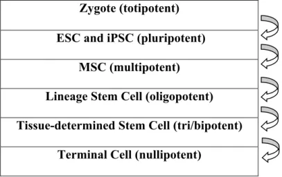 Fig. 4: Hierarchy of potency in stem cells from the zygote to the adult [67] 