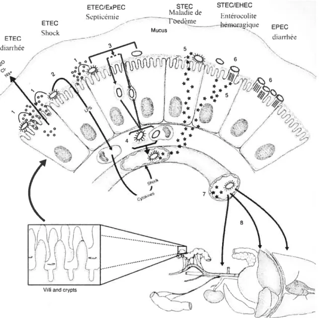 Figure 1. Représentation schématique des étapes impliquées dans la pathogénèse des infections des différents pathotypes d’Escherichia cou chez les animaux