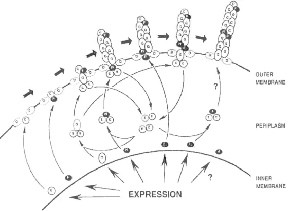 Figure 3. Schéma représentant l’assemblage des protéines dans la biosynthèse des fimbriae F4