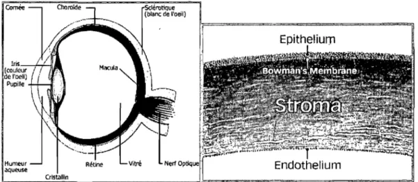 Figure 1 : Anatomie de l'œil et de la cornée 