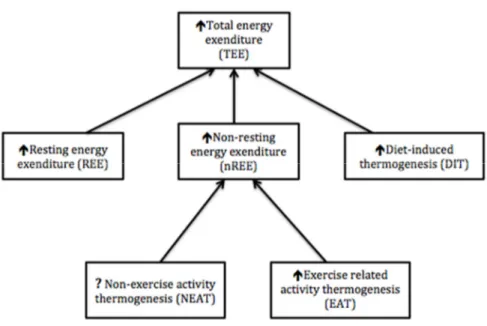 Figure 1. Total energy expenditure and its components during overfeeding 