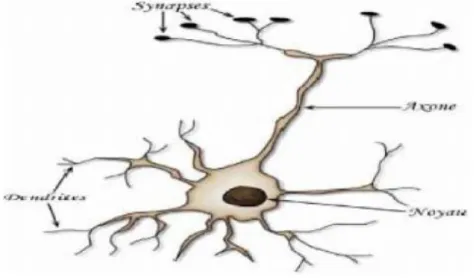 Figure II.1:Neurone biologique 