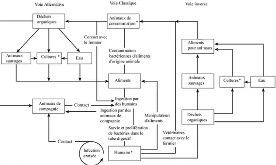 Figure 2. Sources et voies de transmission de micro-organismes RA provenant de la  flore intestinale des animaux et des humains