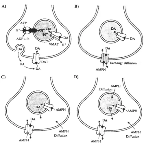 Figure 3.1 Schéma des effets synaptiques possibie de l’amphétamine