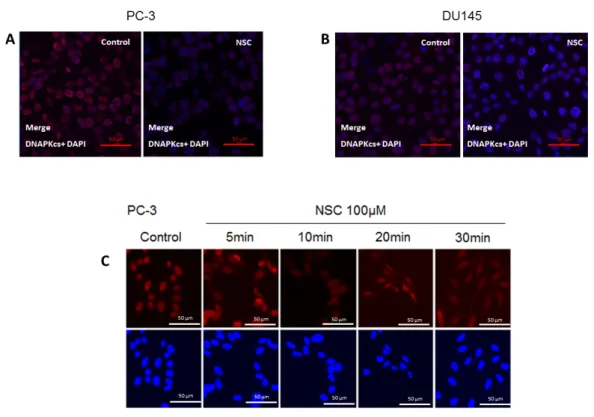 Figure 2. Intracellular localization of DNA-PKcs in prostate cells exposed to NSC. PC-3 (A) and  DU145 (B) cells exposed to 100 µM NSC (NSC) or to vehicle (Control) for 10 min; (C) DNA-PKcs  intracellular distribution in PC-3 was also analyzed after NSC tr