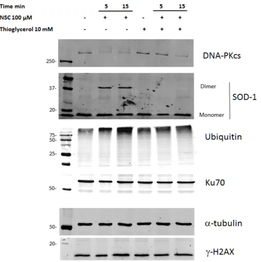 Figure 6. Pre-incubation with thioglycerol restores the level of DNA-PKcs by preventing dimerization  of SOD1 in cancer cells exposed to NSC