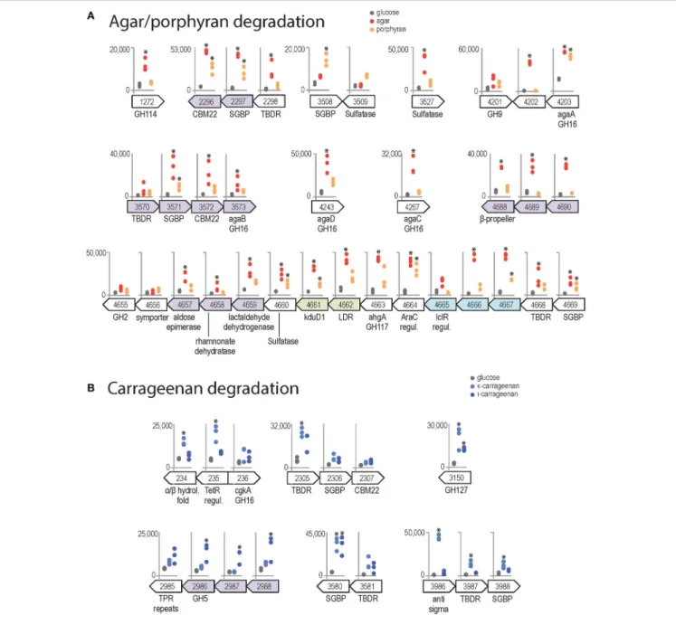 FIGURE 6 | Genomic context and expression values of selected genes induced by red algal polysaccharides (FWER &lt; 0.05)