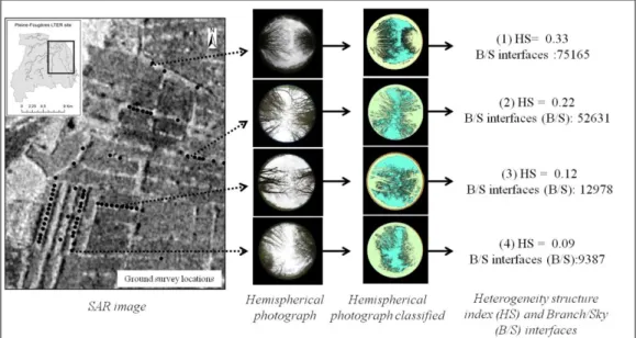 Figure  3  presents  different  canopy  fragmentation  patterns  encountered  on  the  study  site  with  more   or  less  dense  cover,  showing  different  branch  layouts,  since  at  this  period  of  the  year  the  trees  had   no leaves