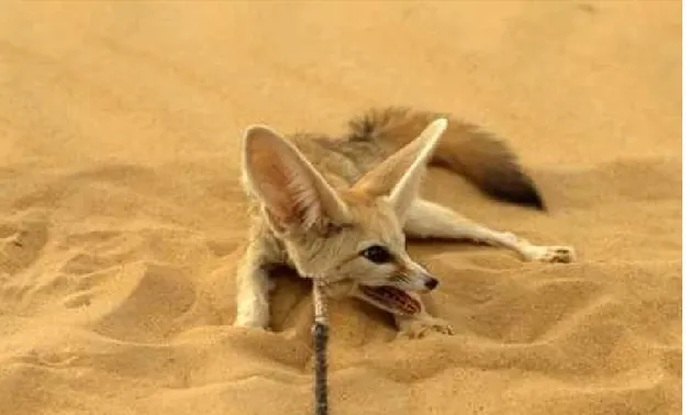 Figure 4 : Un  Fennec, Vulpes zerda (Original). 