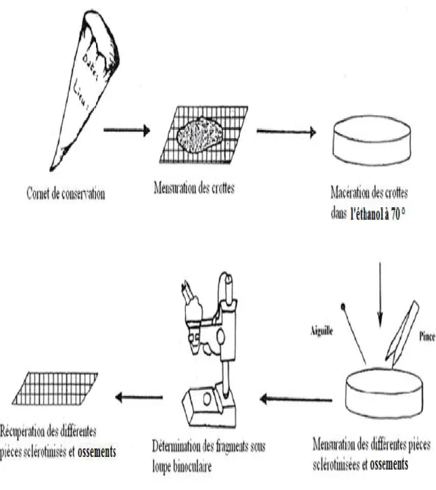 Figure 12  - Étapes d’analyse des crottes des vertébrés. 
