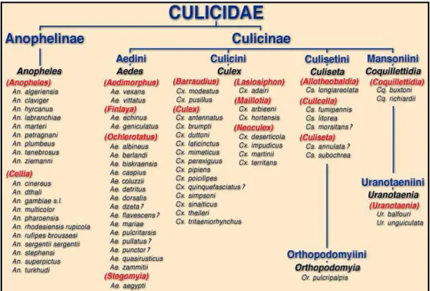 Figure 1: Systématique générale des Culicidées présents en Algérie ( BERCHI,  2000).
