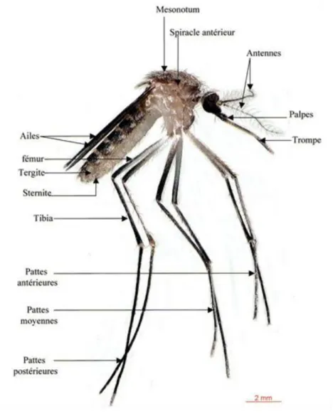 Fig 4 : Morphologie du Moustique femelle Cxpipiens ( BOUKRAA , 2010) 