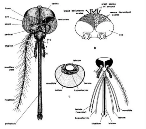 Fig 5 : partie céphalique (la tête) d’un moustique ( BOUBIDI  . (a), 2008) 