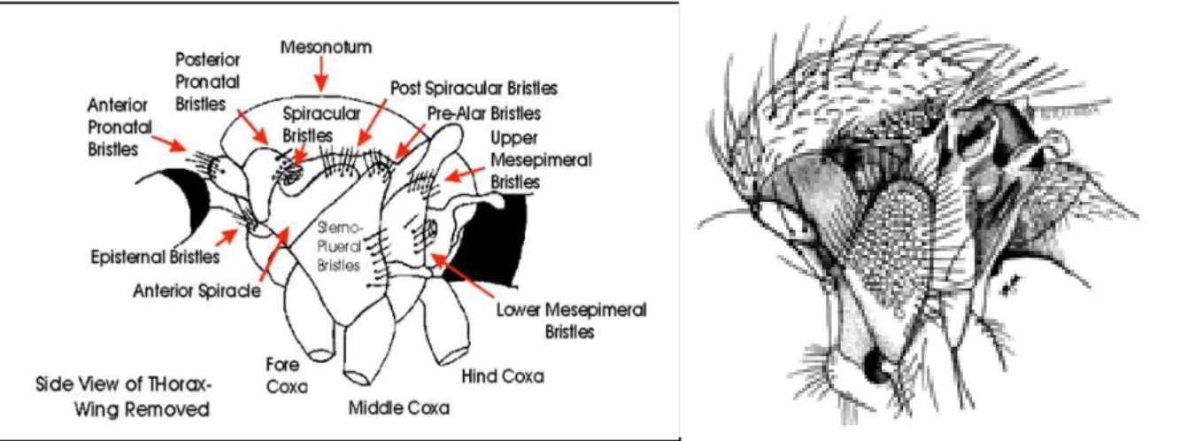 Fig 6 : morphologie de thorax Culicidienne (( BOUBIDI , 2008(a) ) 