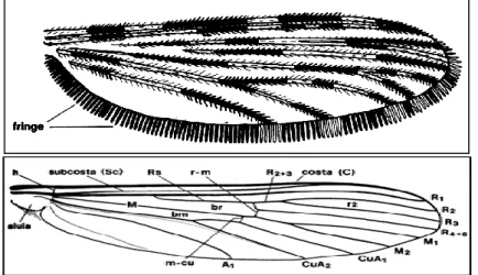 Fig 7 : Morphologie des ailes chez les Moustiques  (( BOUBIDI , 2008 (a)) 