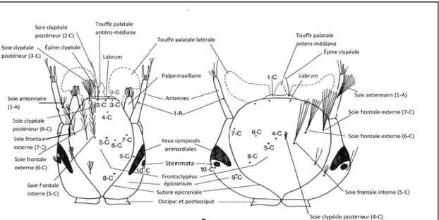 Fig. 14 : Morphologique externe de la tête des Culicidae, en mentionnant les caractères les plus  utilisés en taxonomie Vue dorsale chez les Anophilinae (à gauche)  et les Culicinae (à droite) 