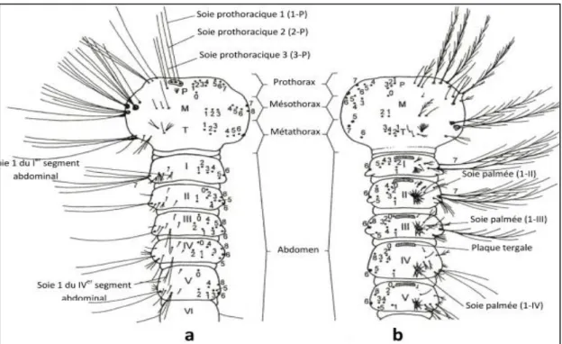 Fig. 15 : Chetotaxie de la face dorsale du thorax et de l’abdomen des larves  a : Culicinae ; b : Anophelinae (BECKER et al., 2003) 