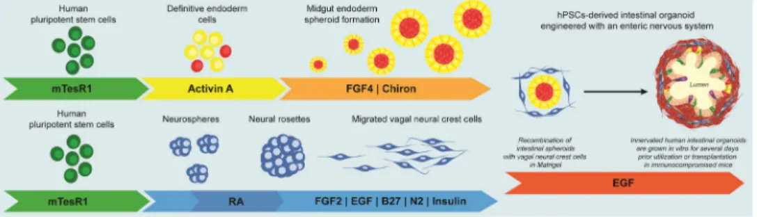 FIGURE 1. Generation of Human Intestinal Organoids with an Enteric Nervous System Schematic for generating human intestinal organoids (HIO) and vagal neural crest cells  (NCC) through directed differentiation of human pluripotent stem cells