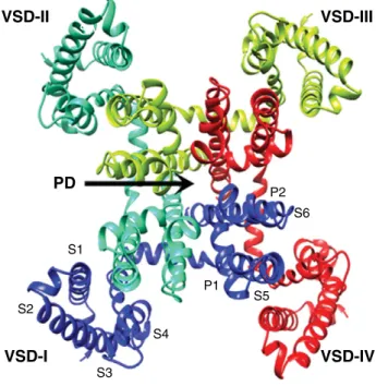 Figure 3. Structure of a sodium channel