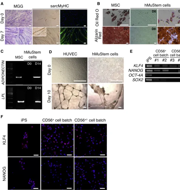 Figure 3. Multilineage Potential and Pluripotent Phenotype of Long-Term Cultured hMuStem Cells