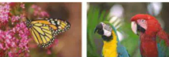 Fig.  3.  The  two  source  images  of  the  LIVE  database  [15]  that  have a distinct foreground object against a background