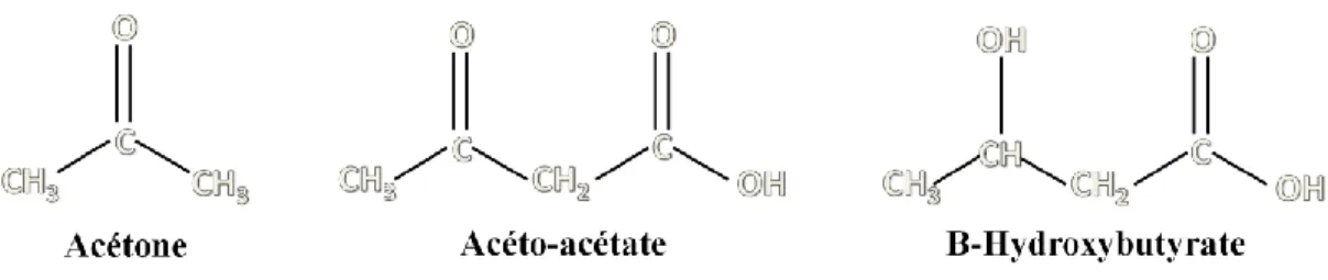 Figure 4 : Formules chimiques des trois corps cétoniques retrouvés chez les ruminants  (Adaptation de Laffel 1999)