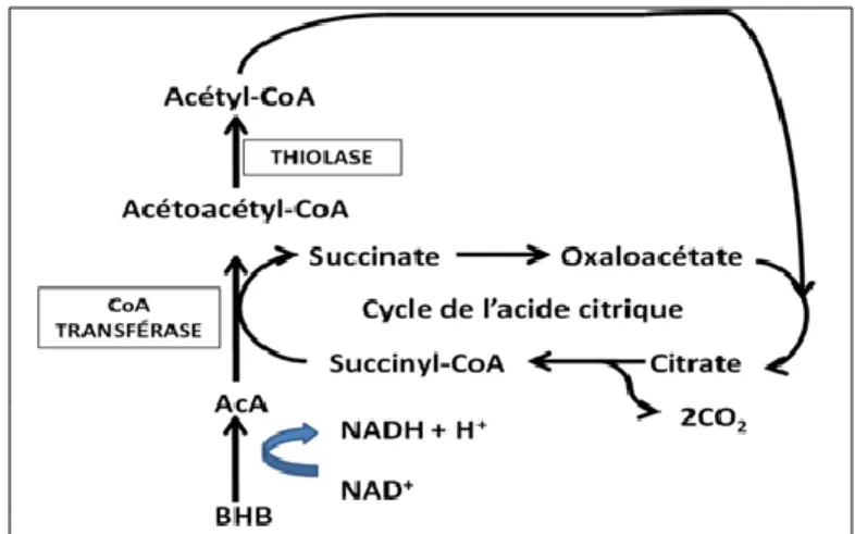 Figure 6 : Utilisation des corps cétoniques par les tissus extra-hépatiques. BHB= β- β-hydroxybutyrate, AcA= acéto-acétate, CoA= Coenzyme A, NAD +  = nicotinamide adénine  dinucléotide.