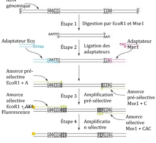 Figure 1.3: Différentes étapes associées au processus de l’AFLP. Cet exemple présente un  fragment d’ADN génomique digéré par les deux enzymes de restriction EcoR1 et Mse1  (Figure modifiée de Meudt &amp; Clarke, 2007)